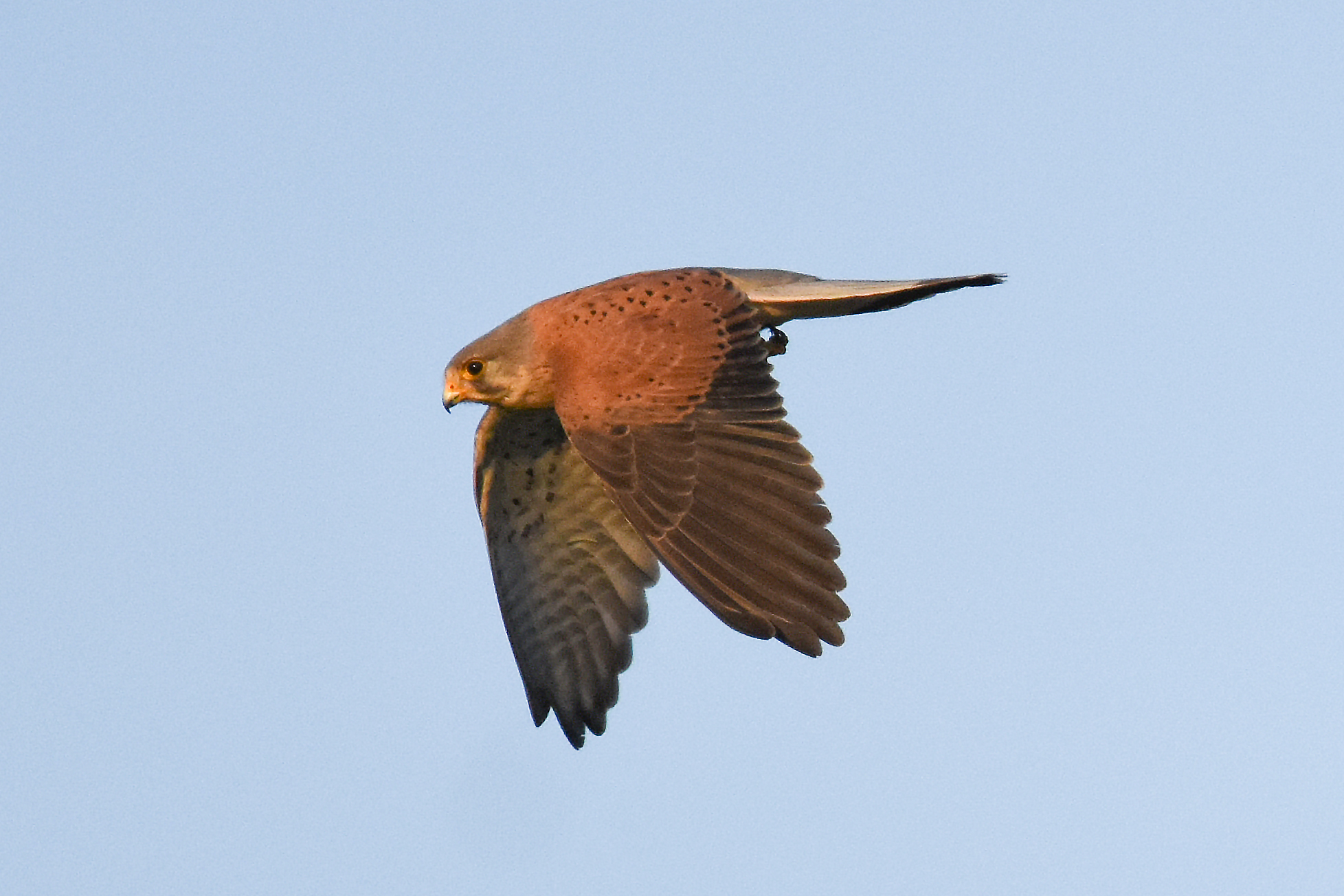Kestrel
