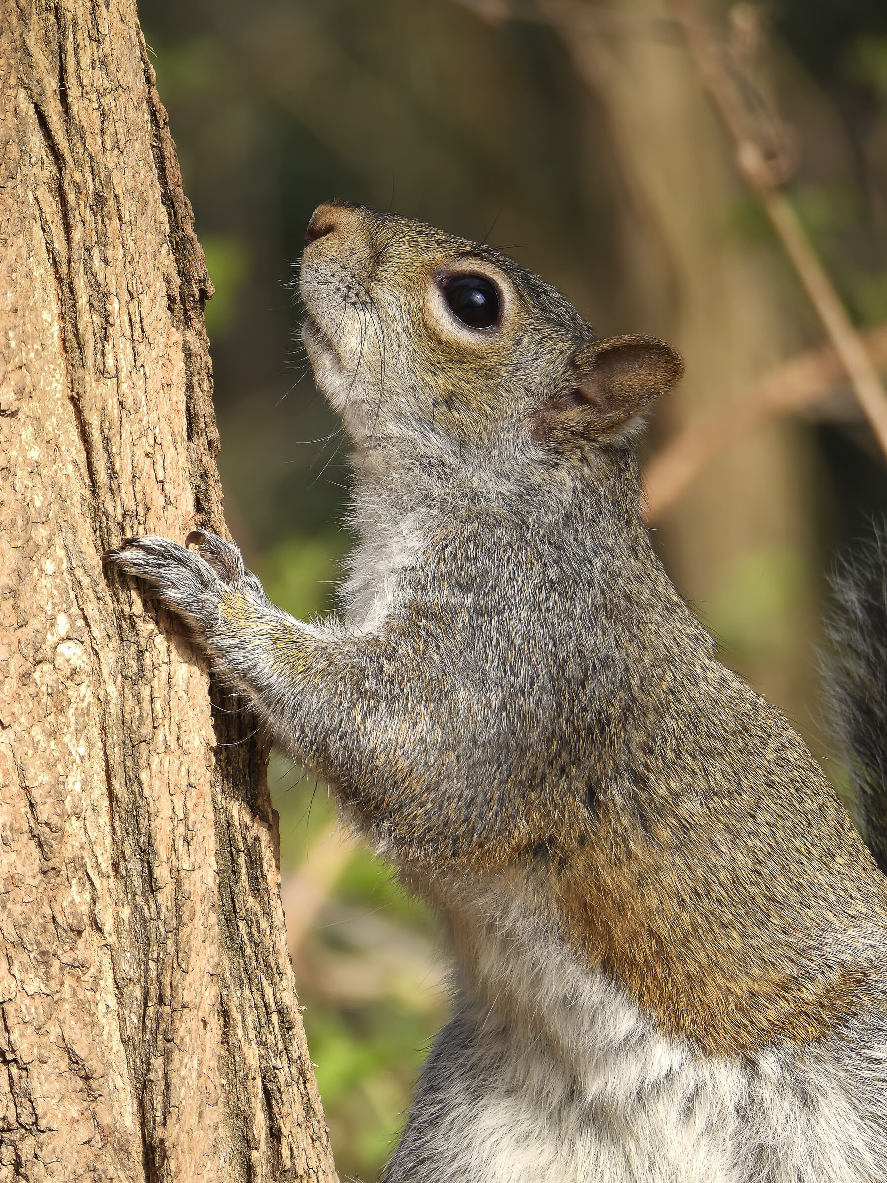Grey squirrel