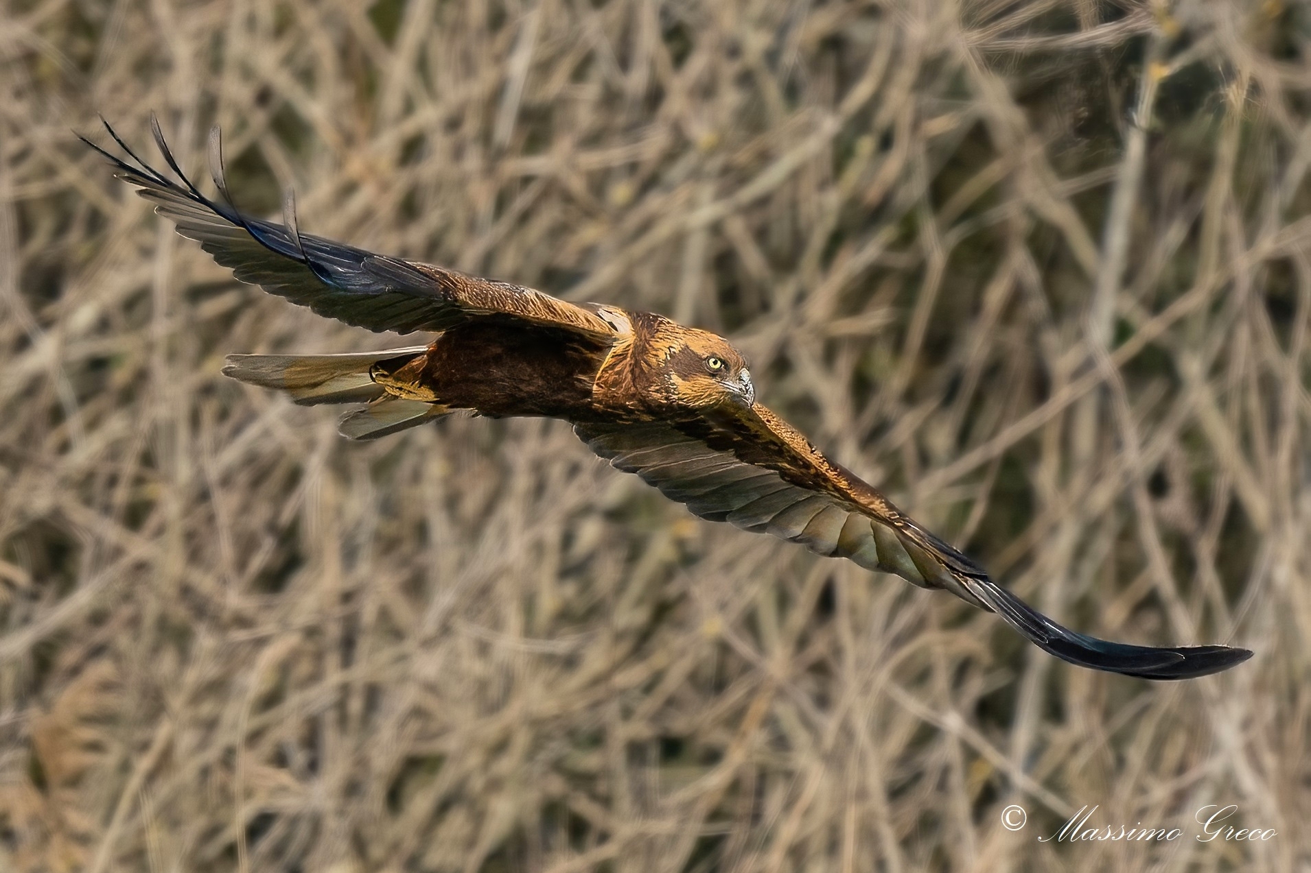 Falco di palude (Circus aeruginosus)