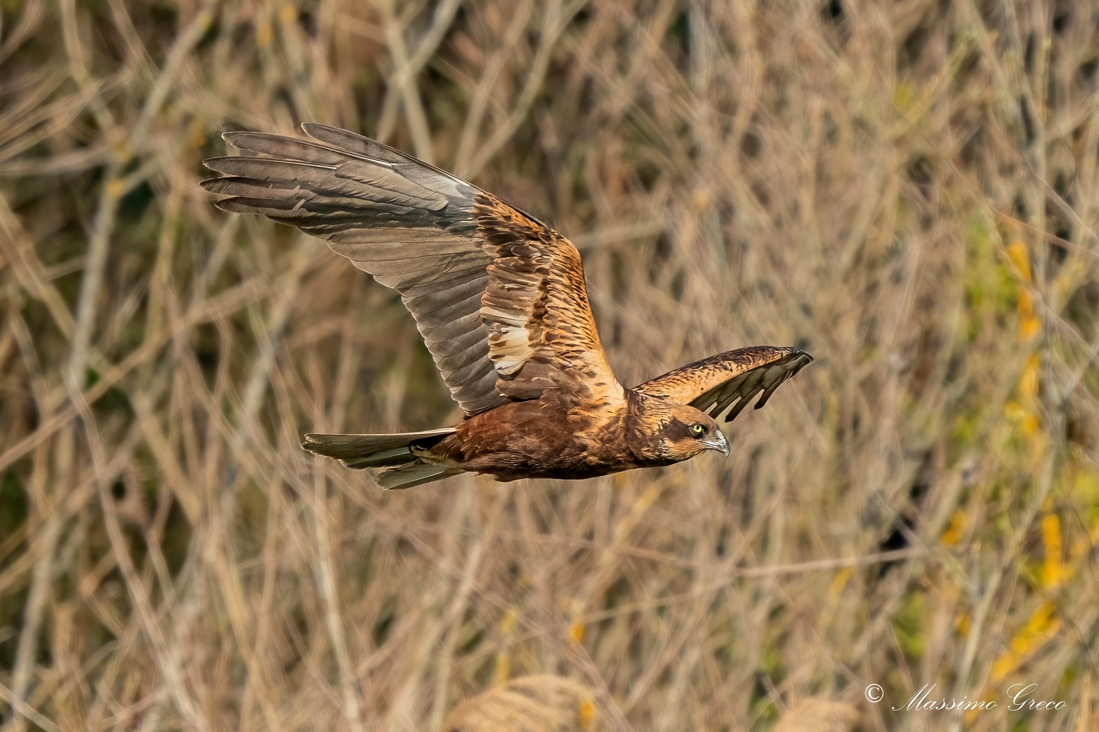 Falco di palude (Circus aeruginosus)