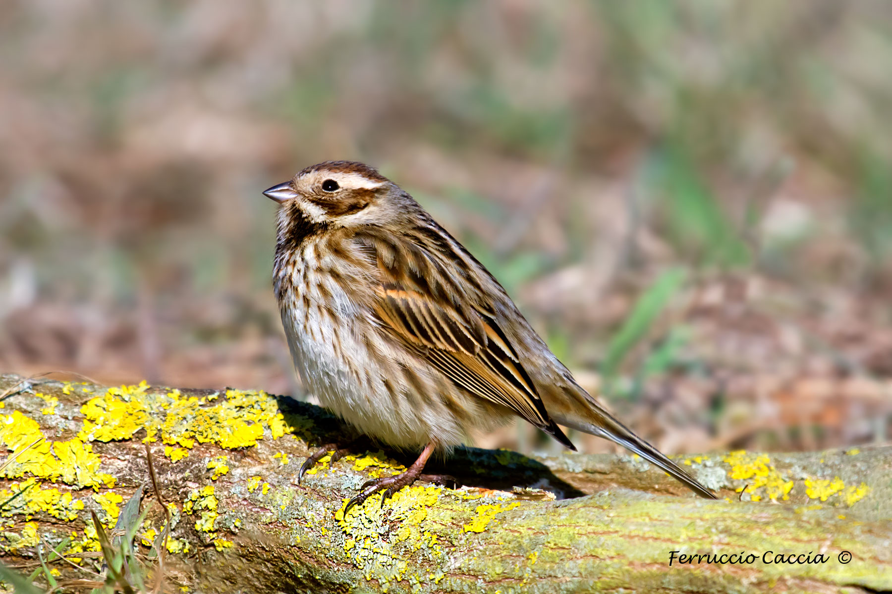 migliarino di palude