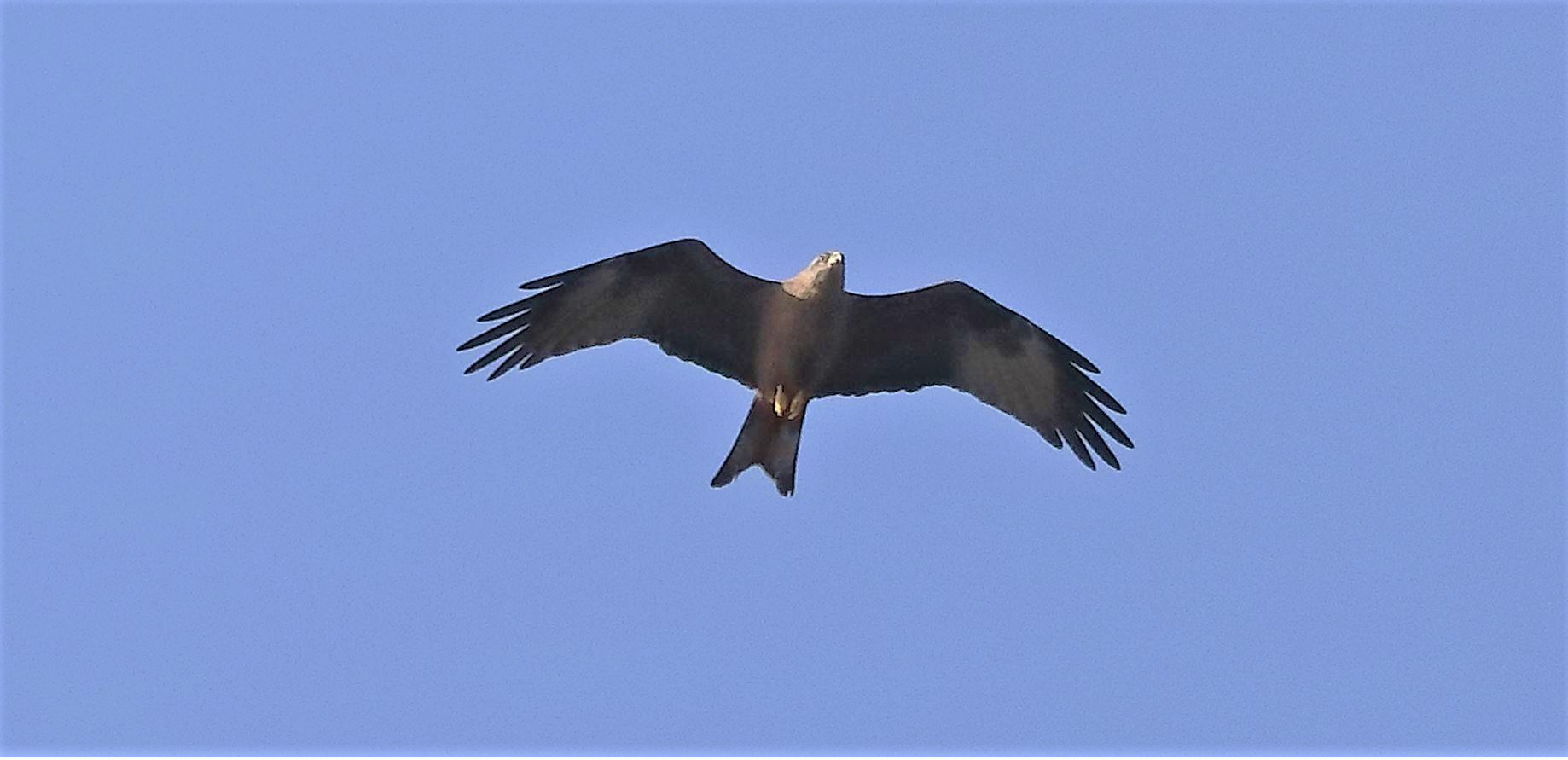 Black kite 23-03-2022