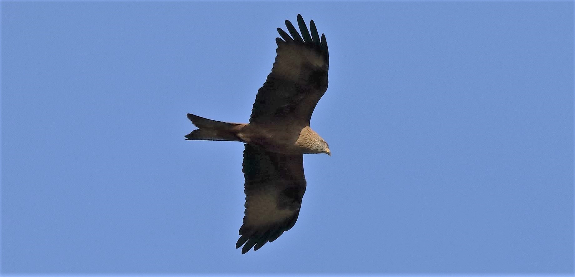 Black kite 23-03-2022