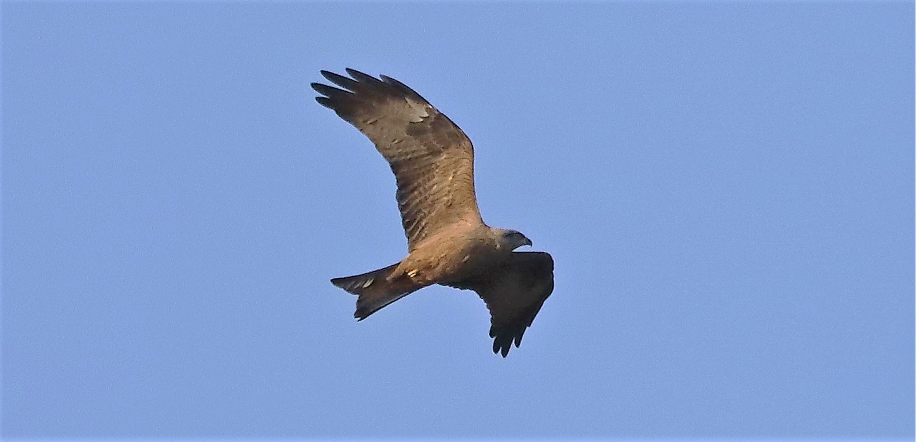 Black kite 23-03-2022