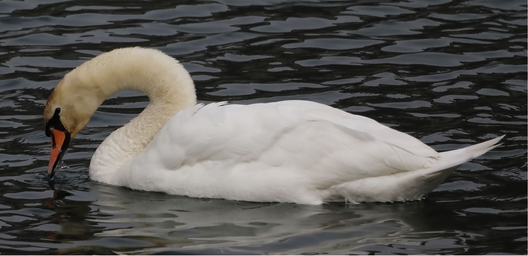 swan 16-03-2022
