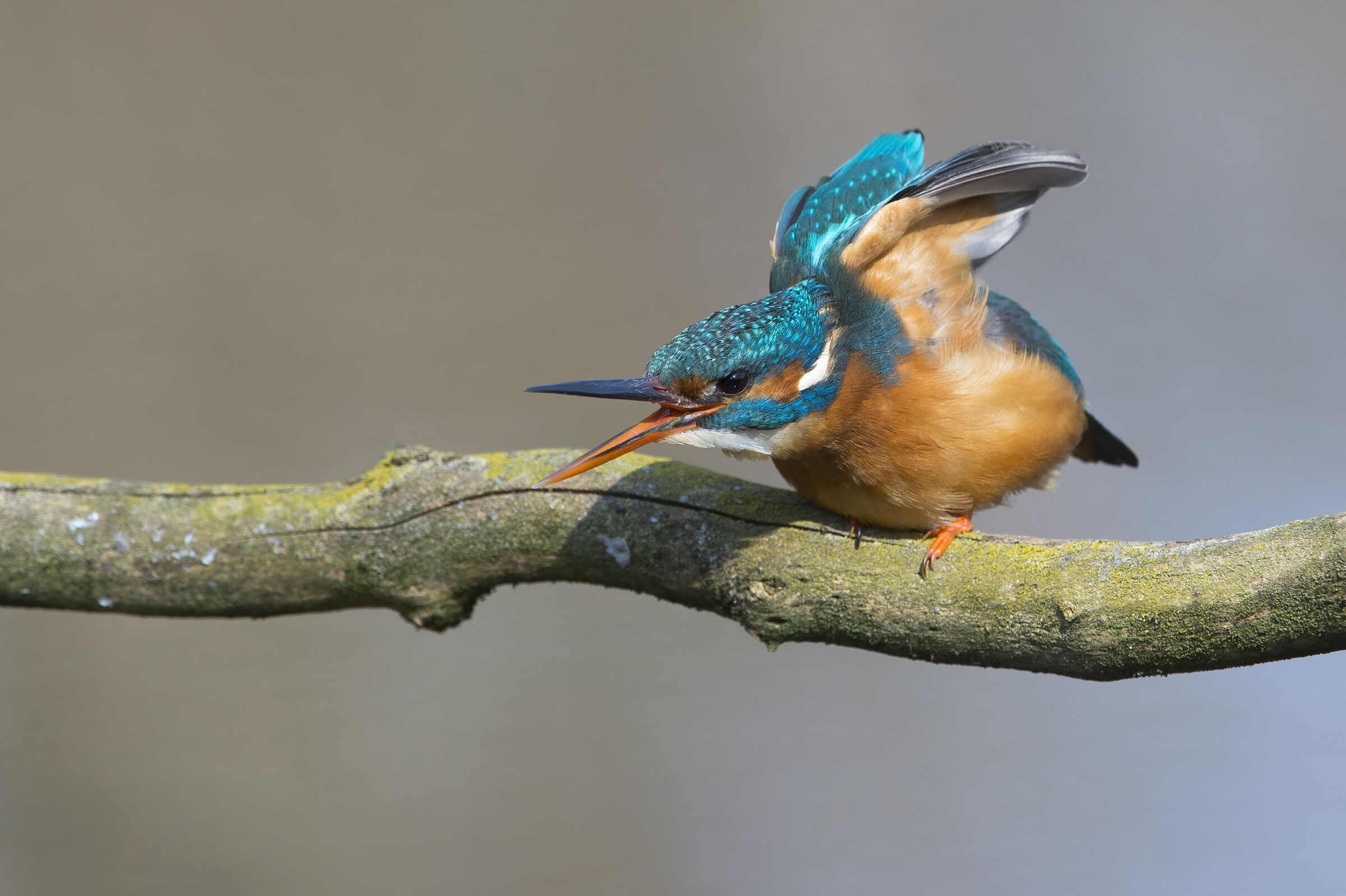 Kingfisher (Alcedo atthis)