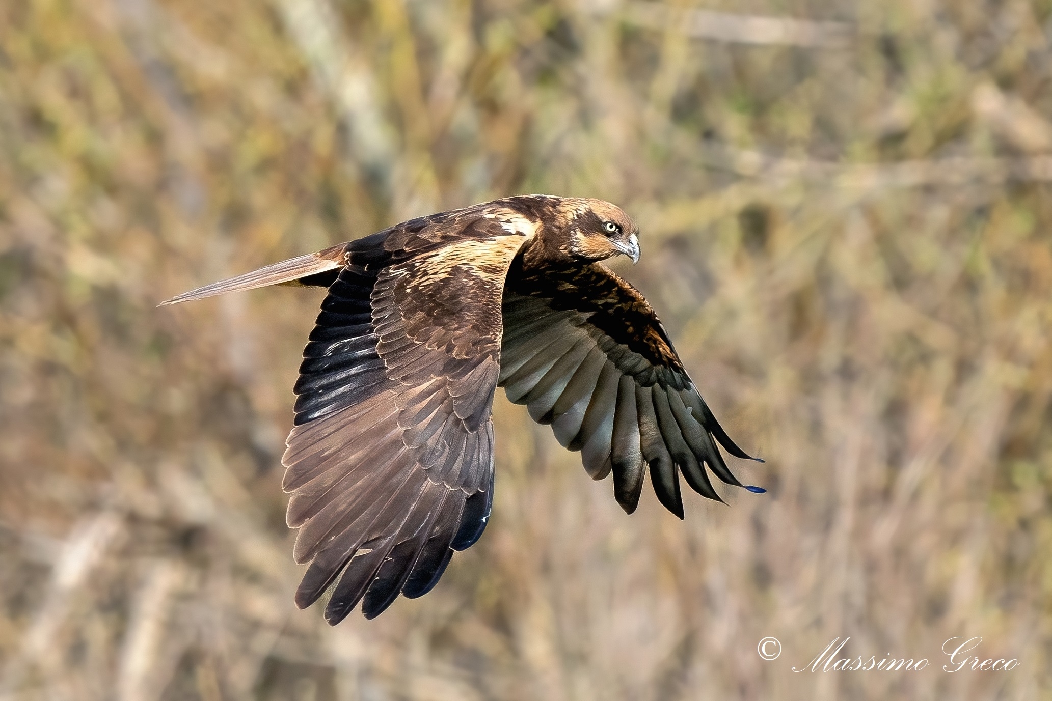Marsh falcon (Circus aeruginosus)
