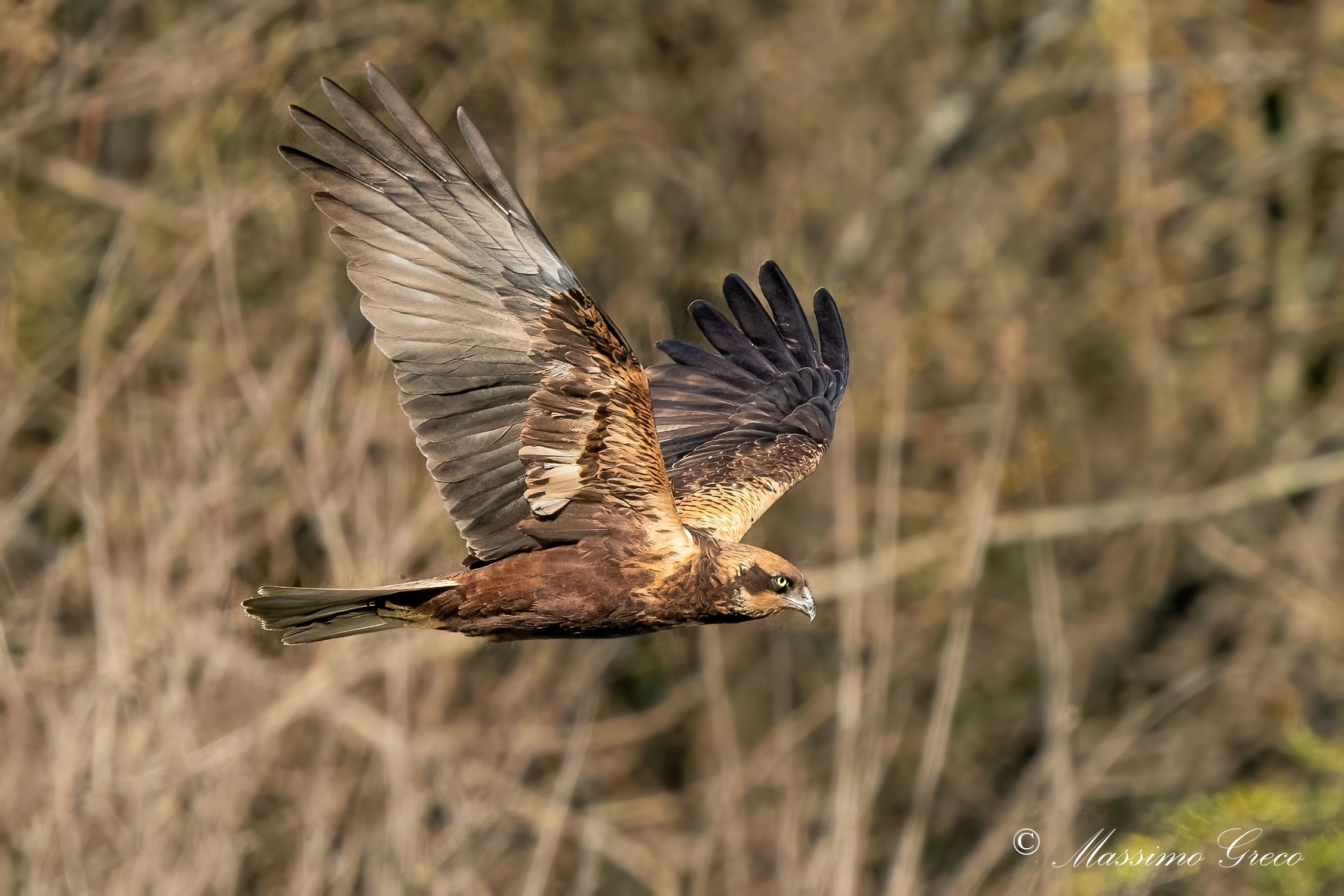 Falco di palude (Circus aeruginosus)