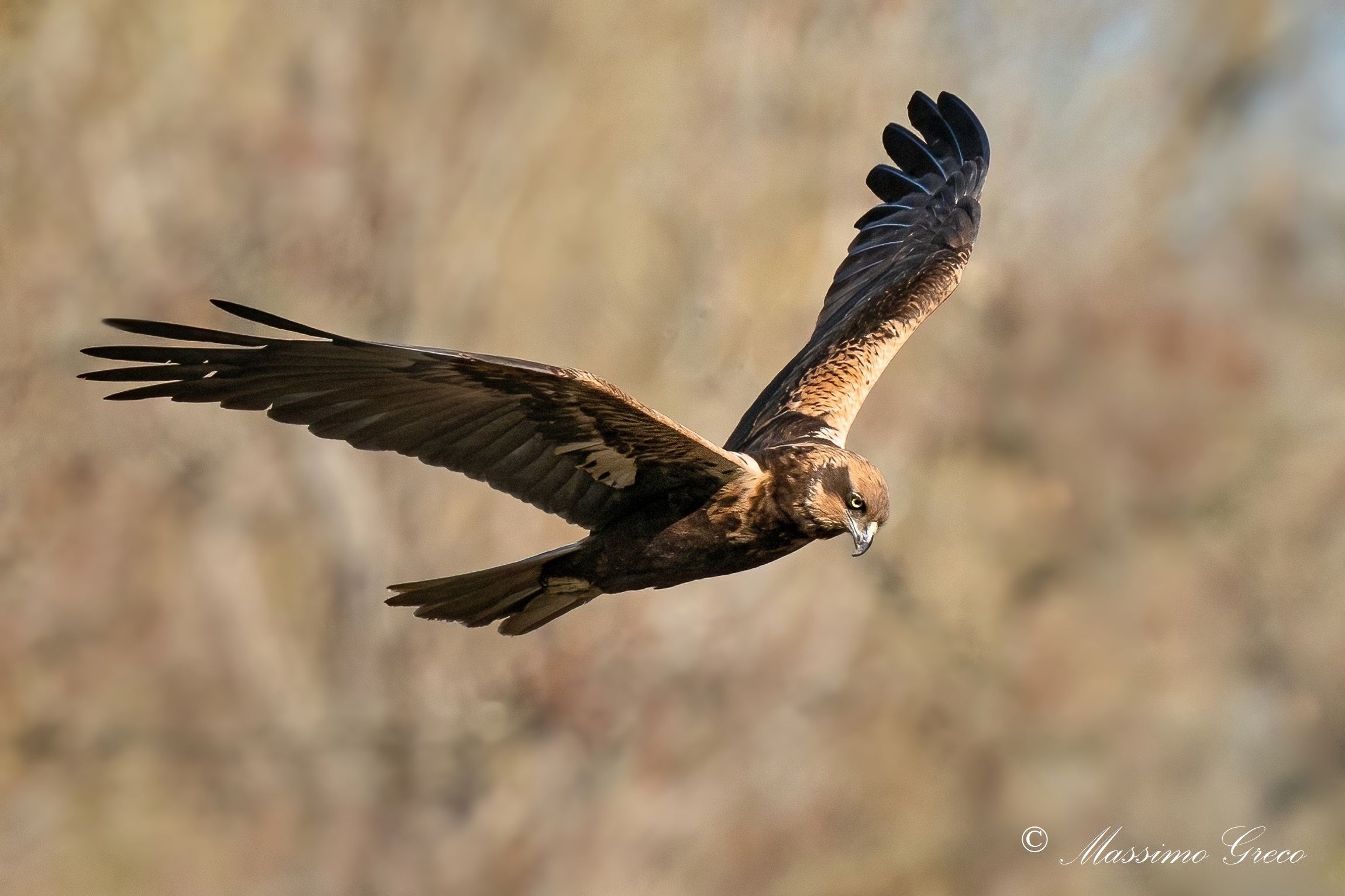 Falco di palude (Circus aeruginosus)