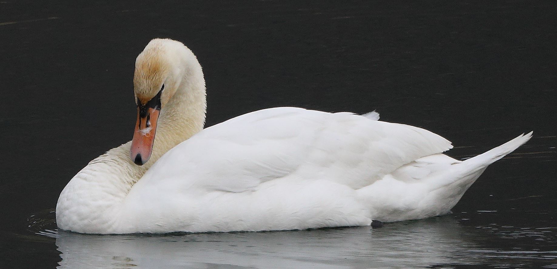 swan 16-03-2022