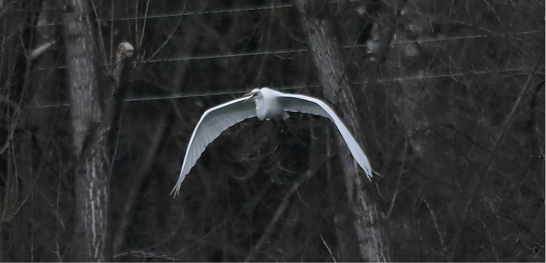 white major 16-03-2022