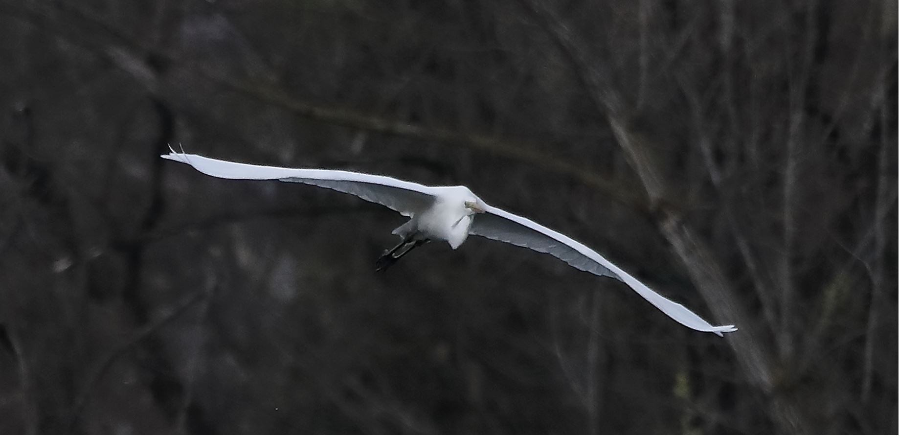 white major 16-03-2022