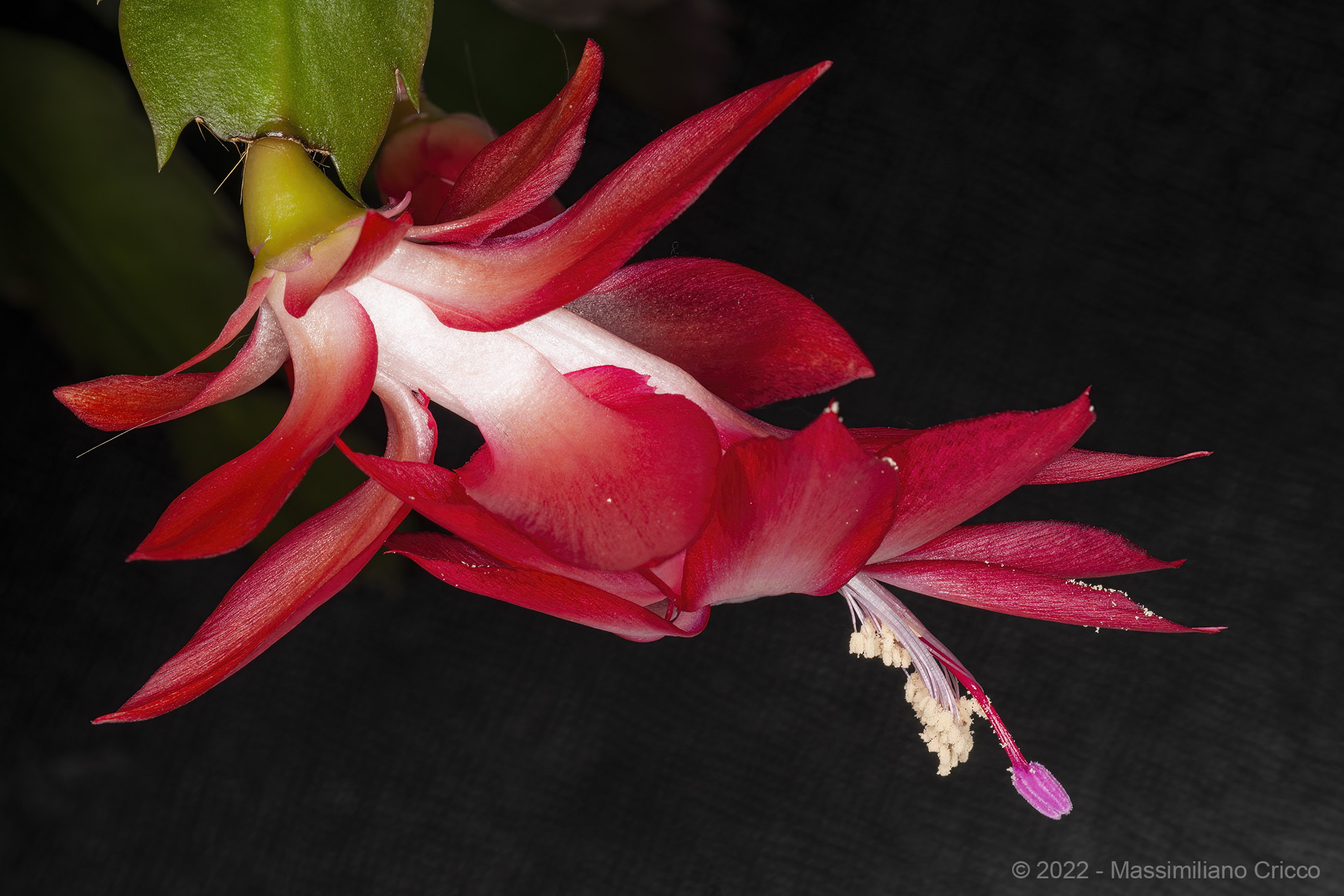 Zygocactus truncatus