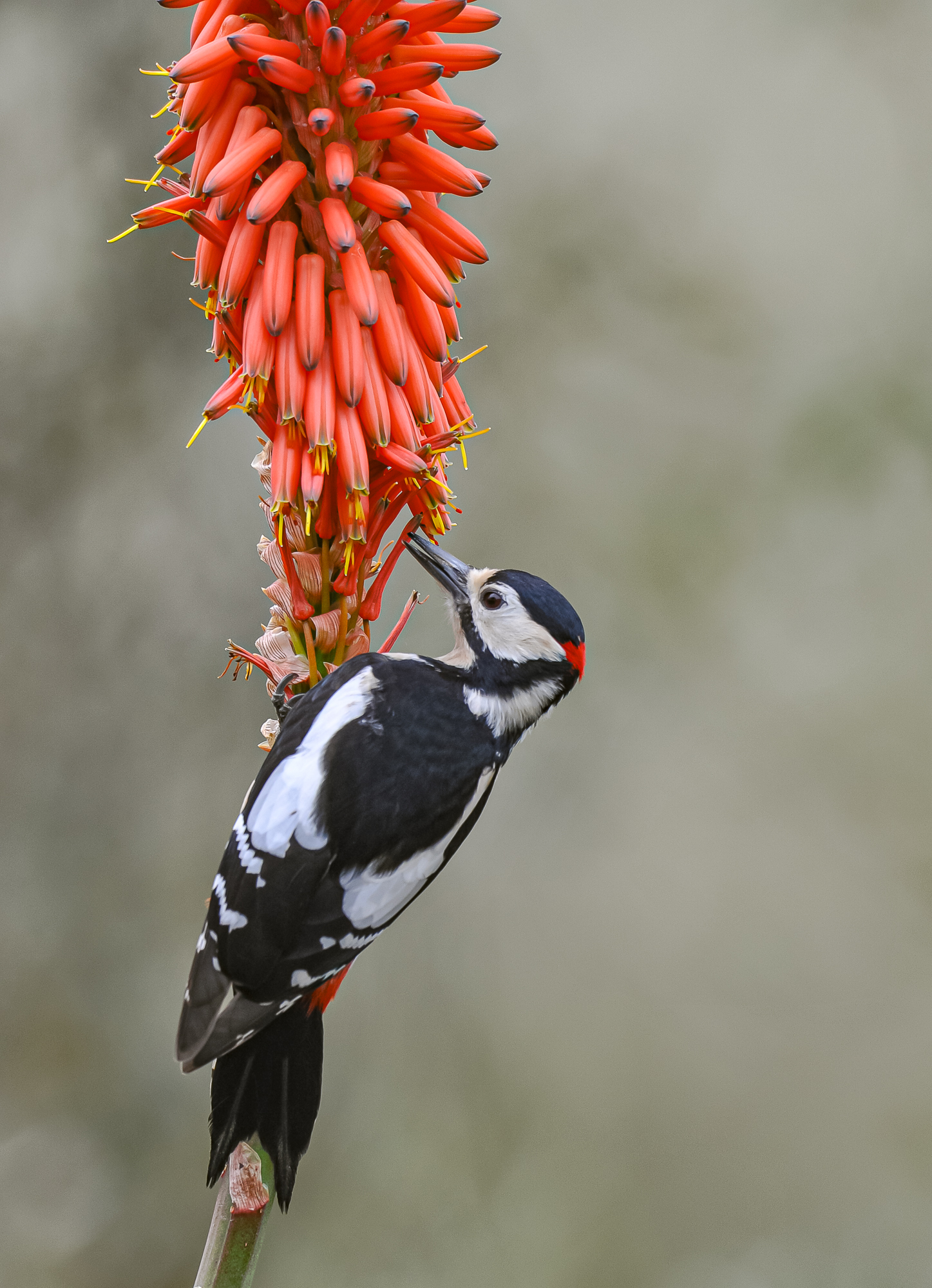 Aloe with woodpecker