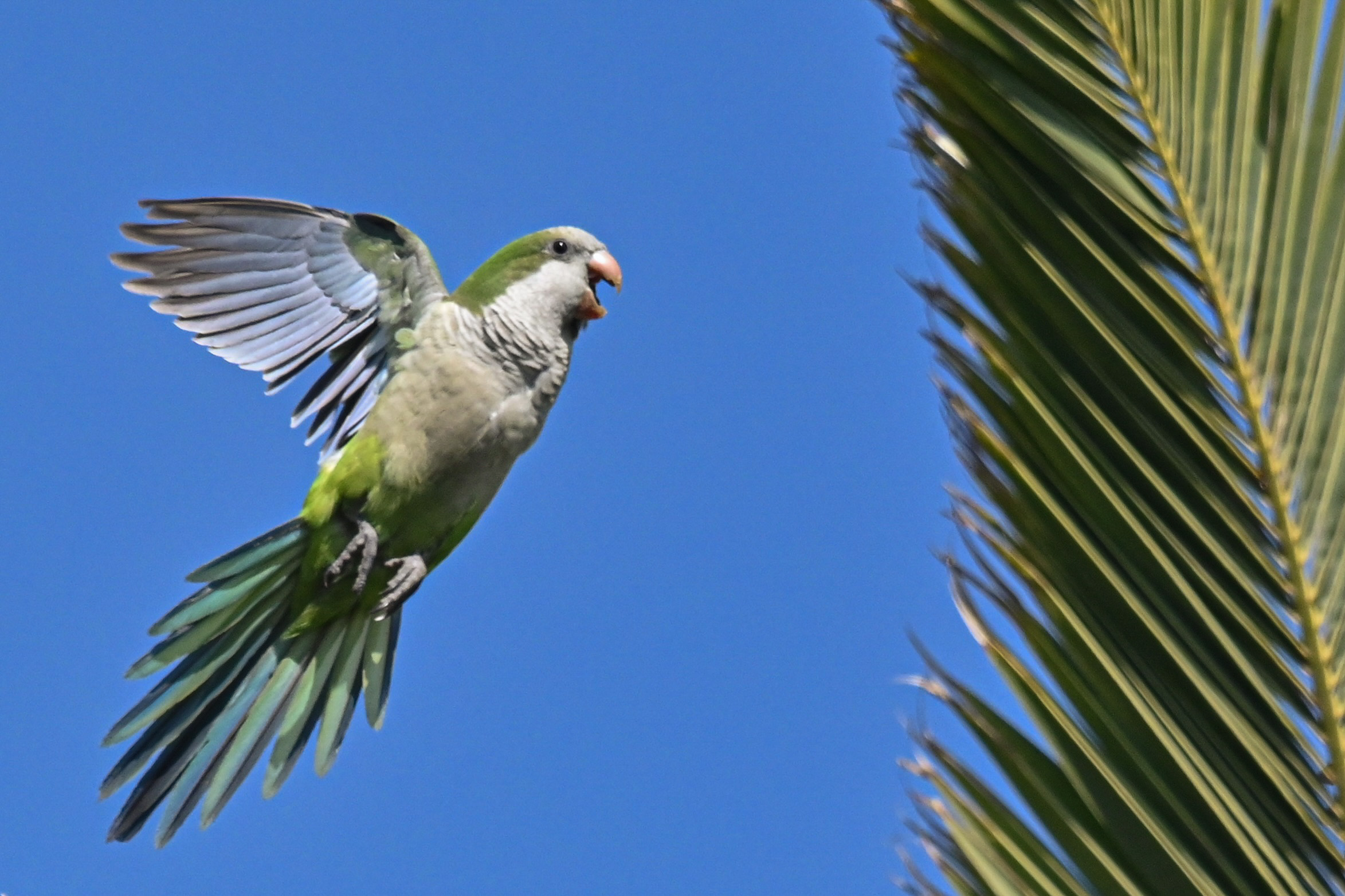 Tail and leaf copy and paste