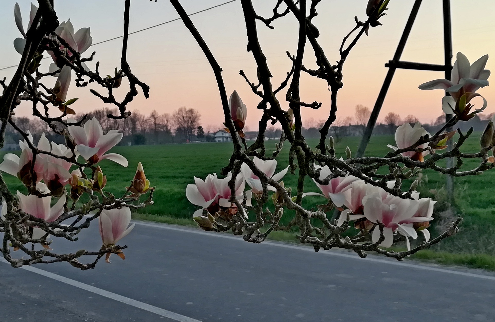 Fioritura primaverile