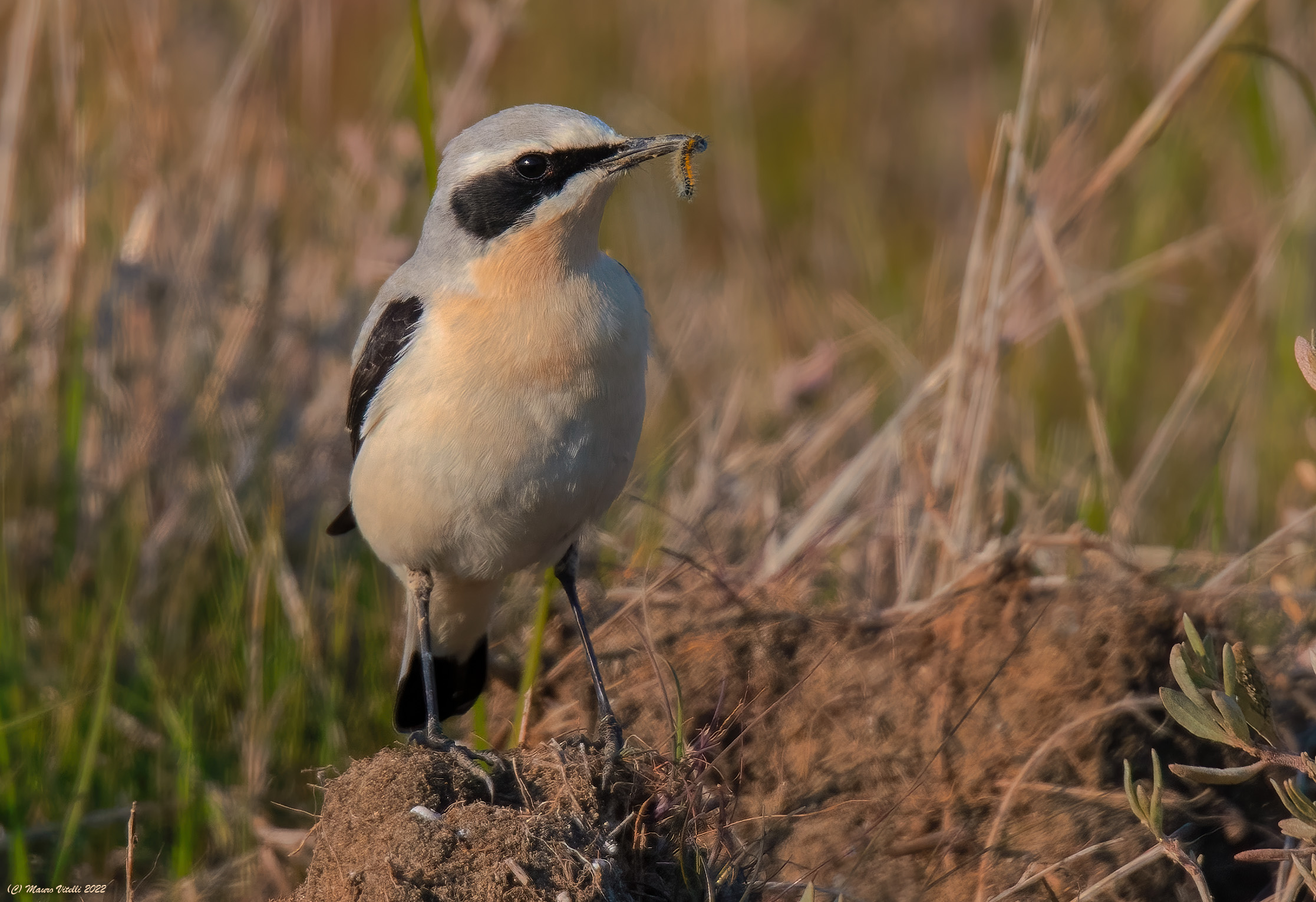 Culbianco (Oenanthe oenanthe)