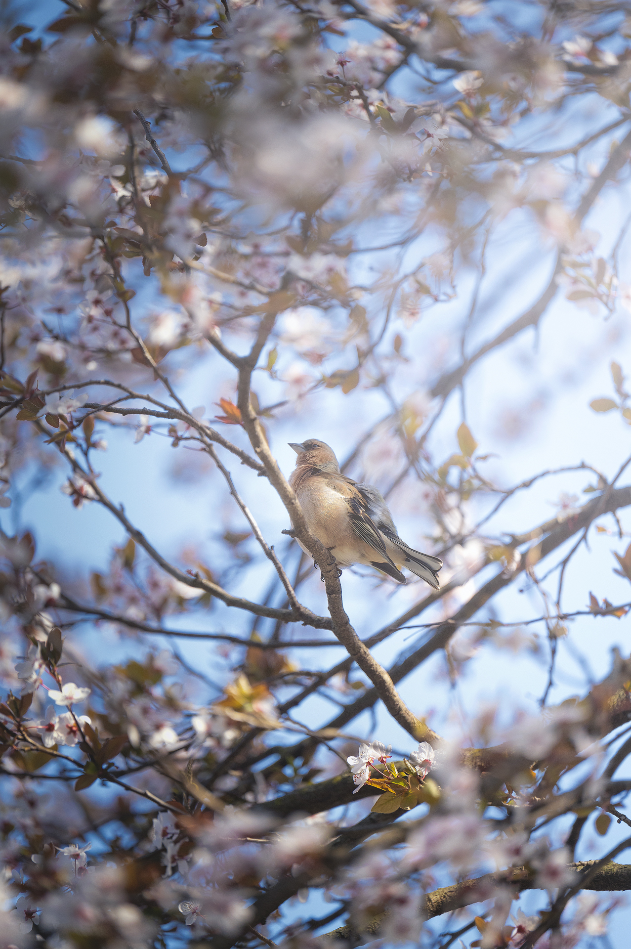 Spring