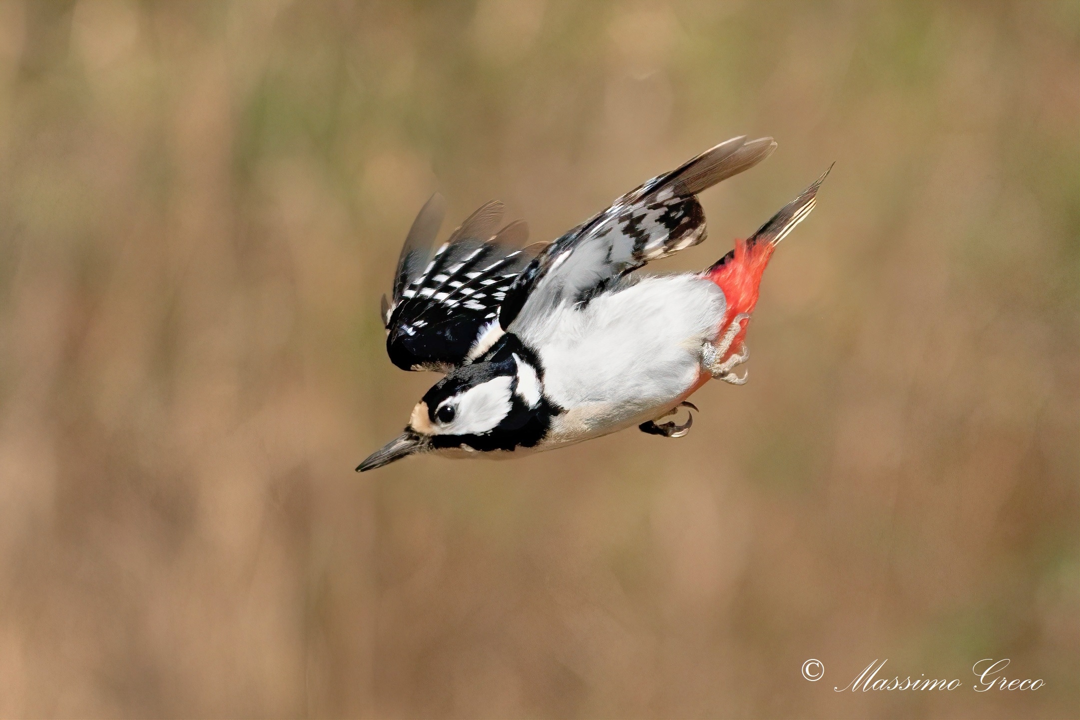 Picchio rosso maggiore (Dendrocopos major) - femmina