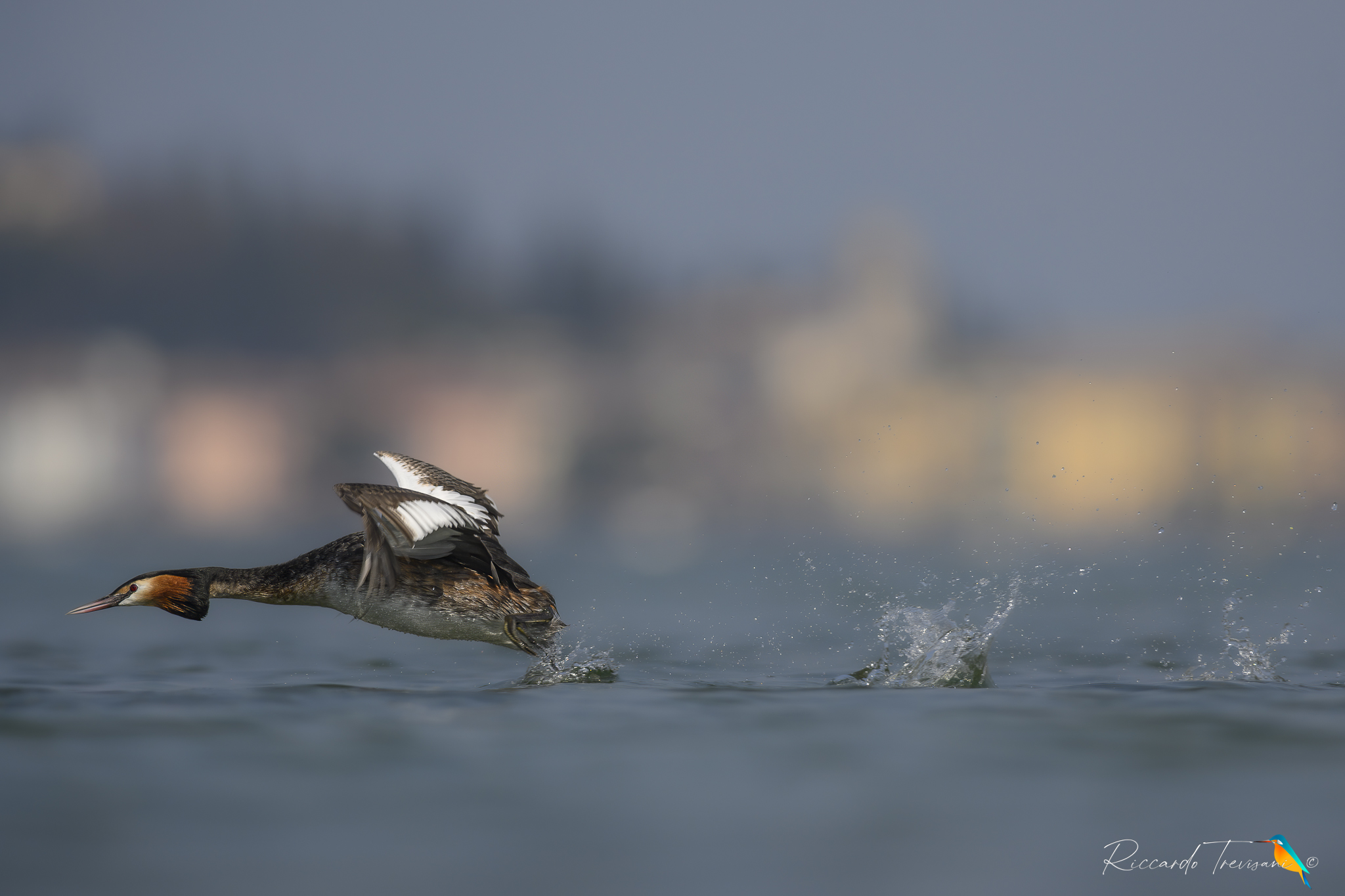 the water runner, svasso maggiore