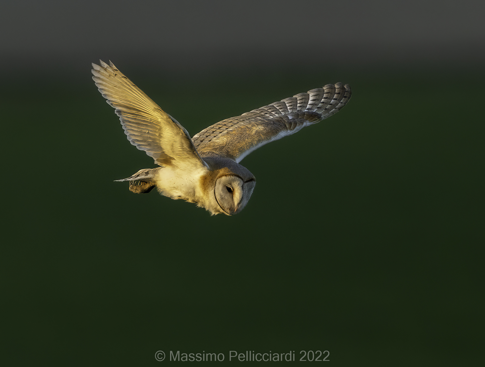 barn owls in search of prey