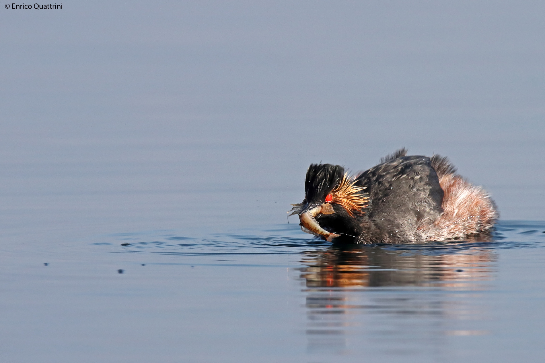 Small grebe with prey