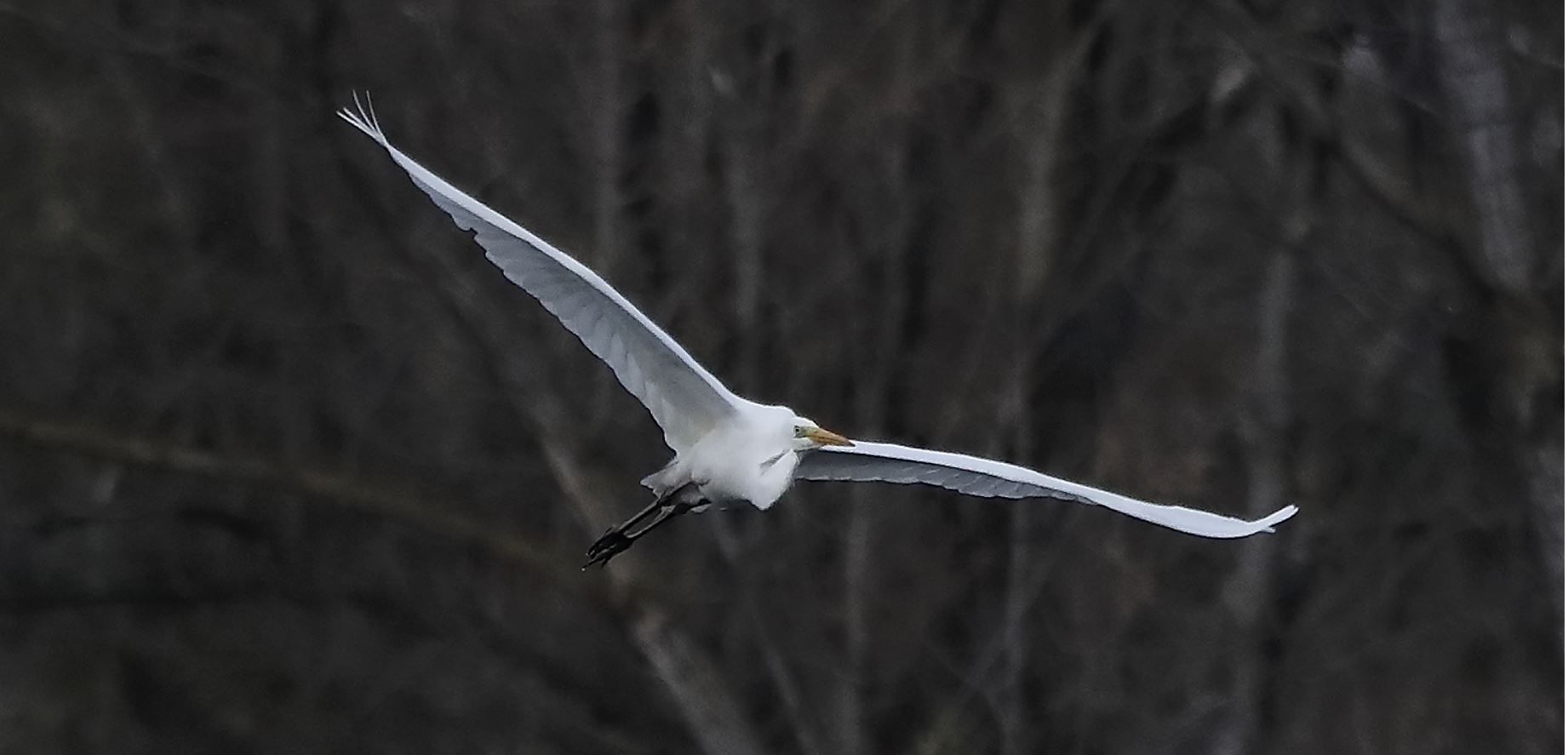 white major 16-03-2022