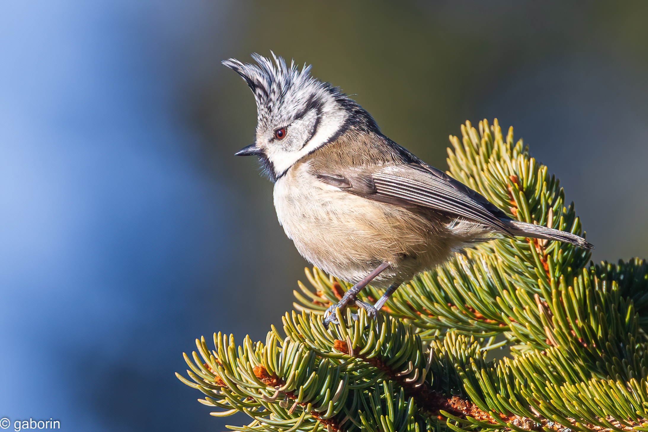 tufted