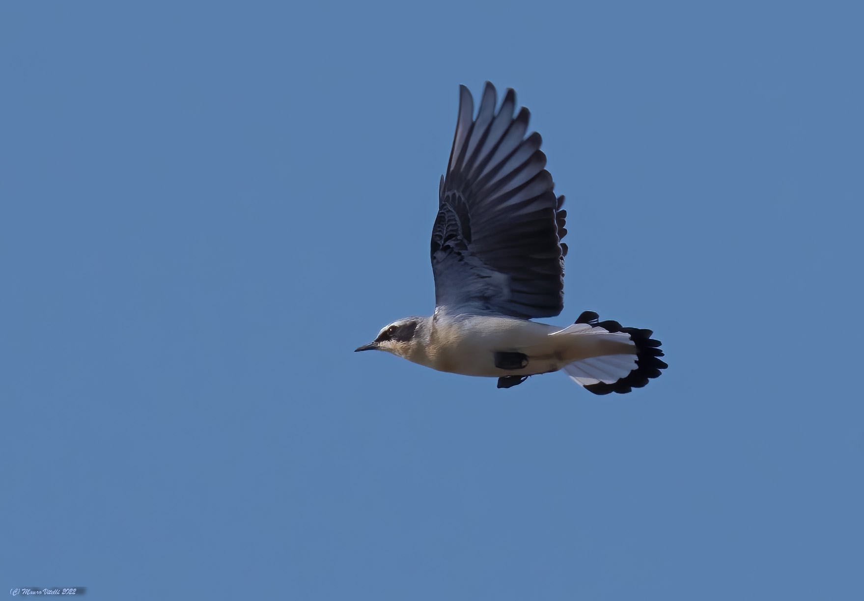 Culbianco (Oenanthe oenanthe)... the flight