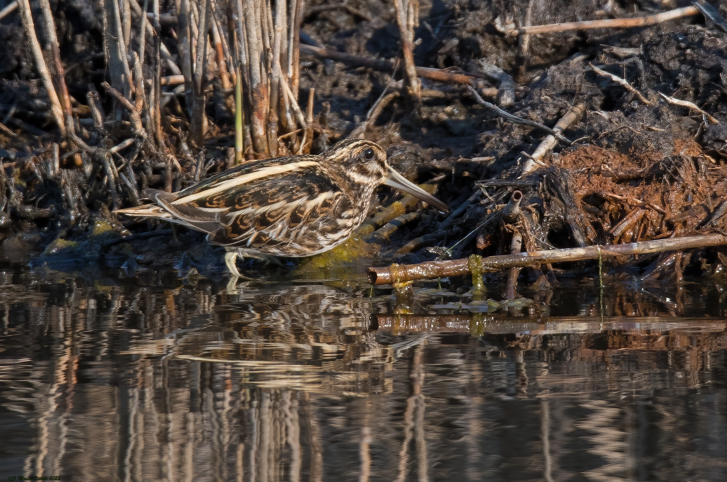 Whisk (Lymnocryptes minimus)