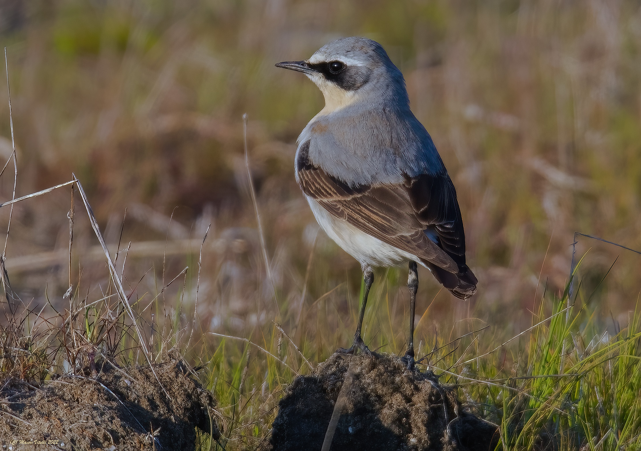 Culbianco (Oenanthe oenanthe)