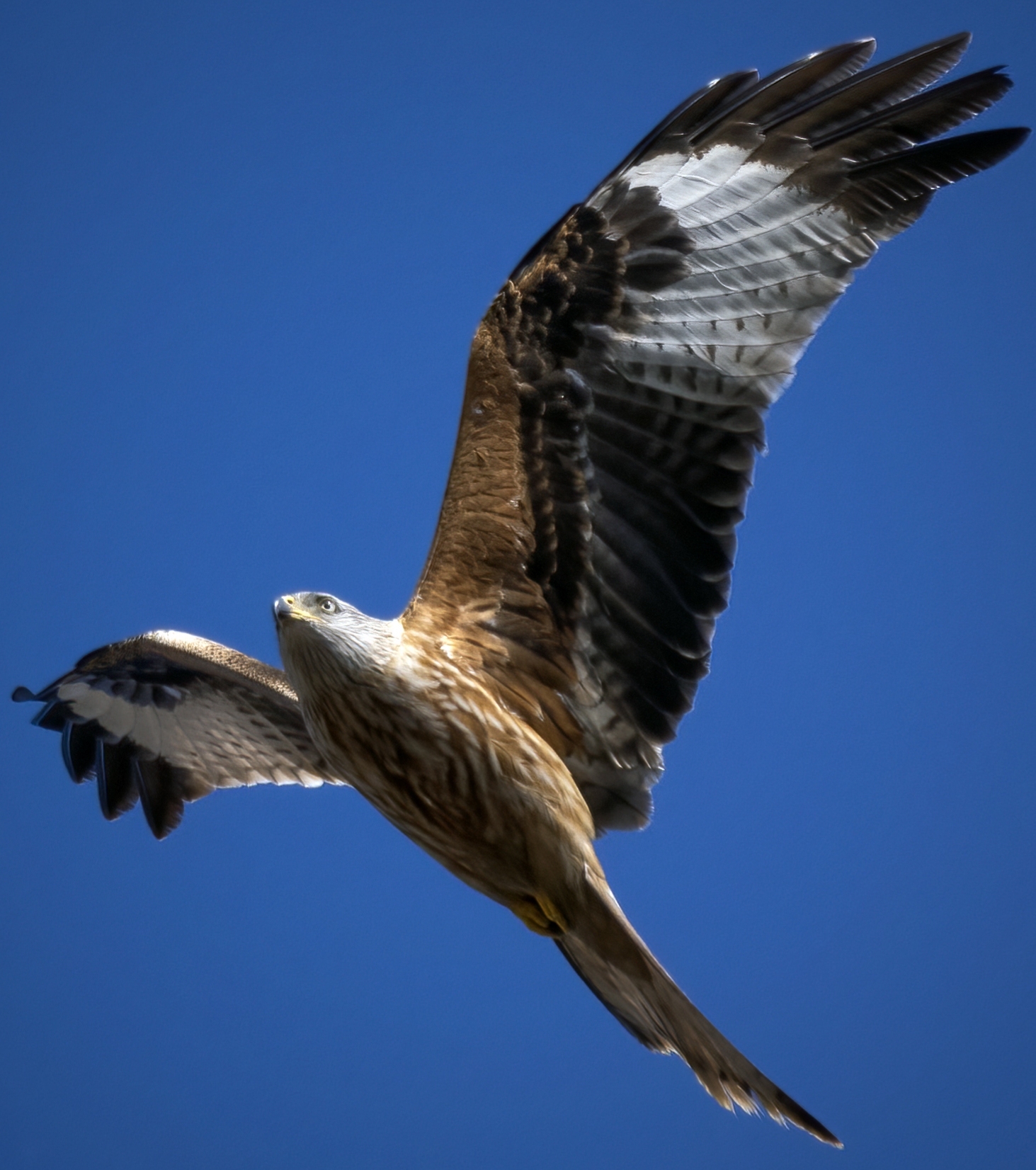 Red kite