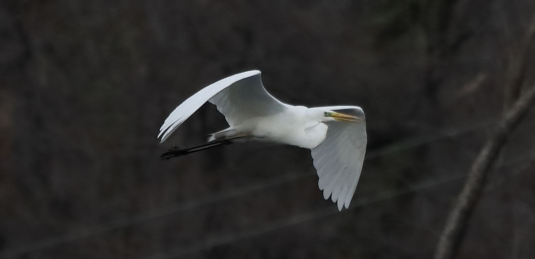 white major 05-03-2022