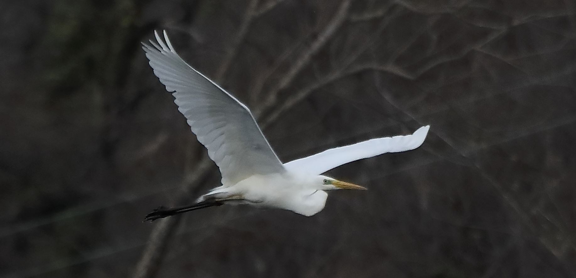 white major 05-03-2022