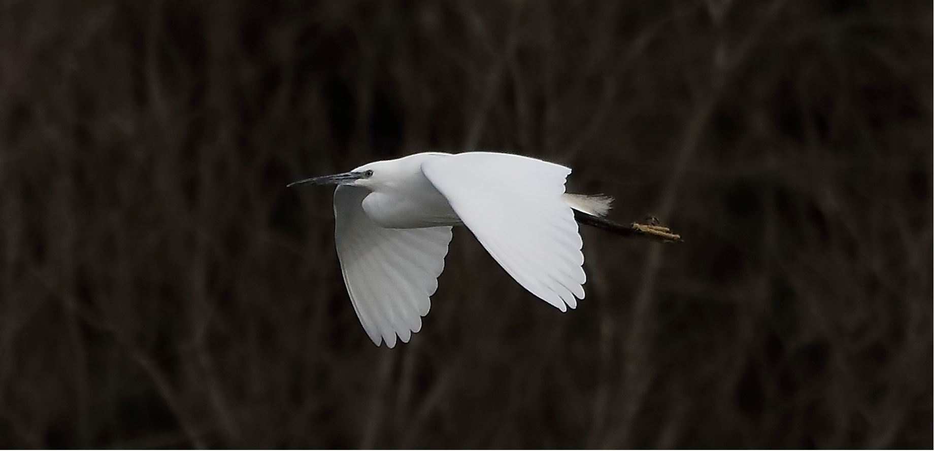 egret 16.03-2022