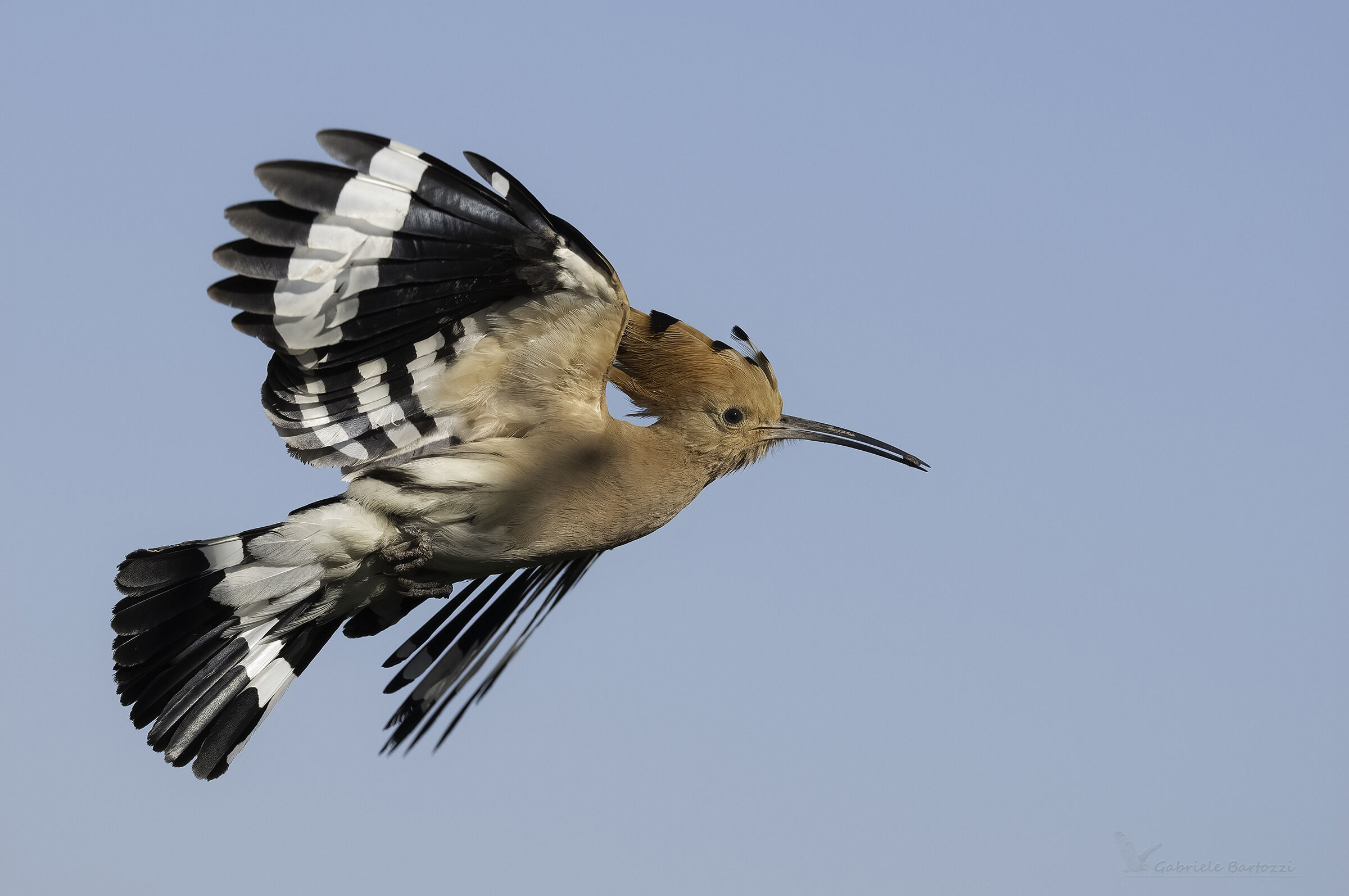 Hoopoe