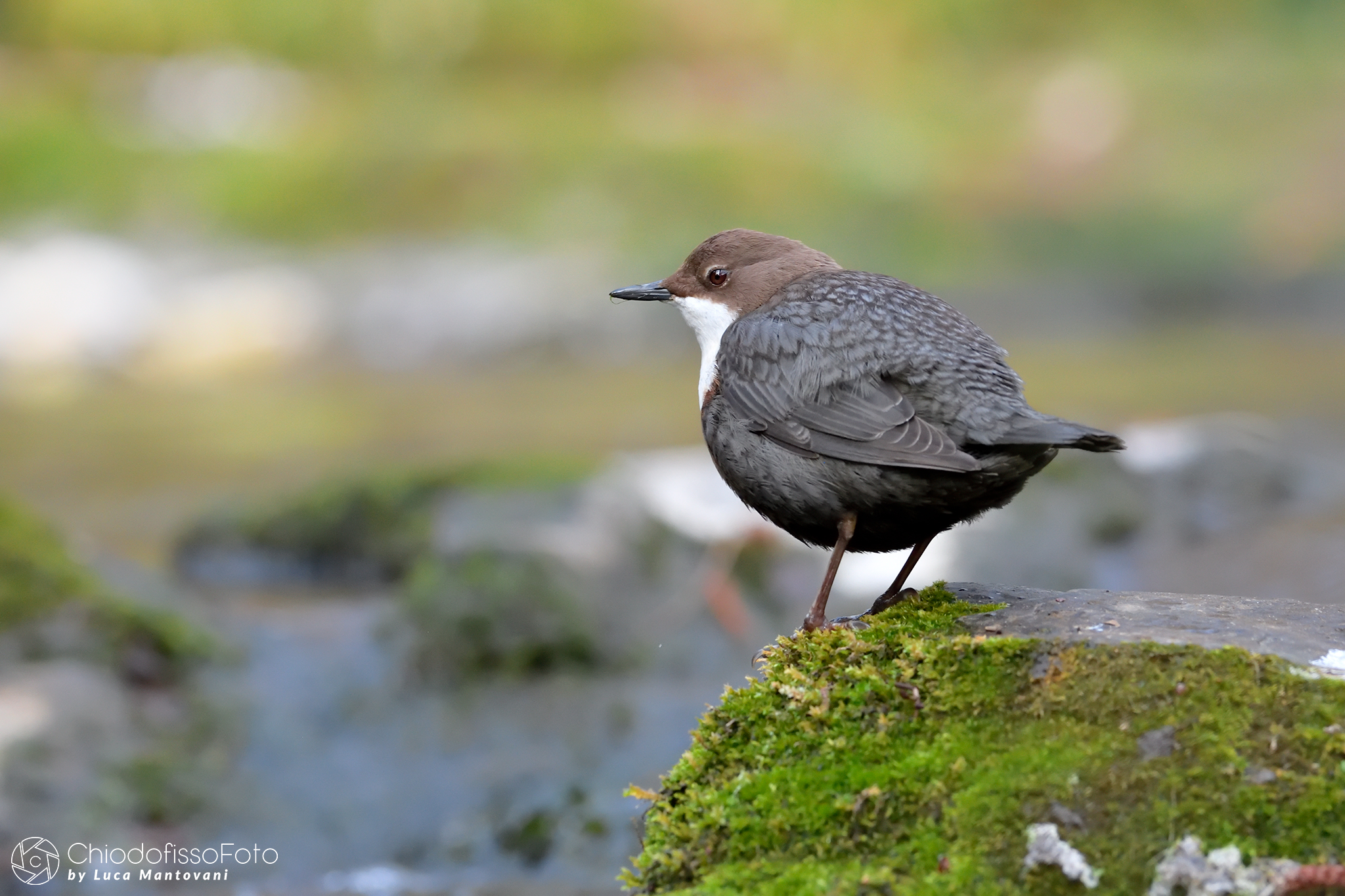 Merlo acquaiolo - Cinclus cinclus - 7