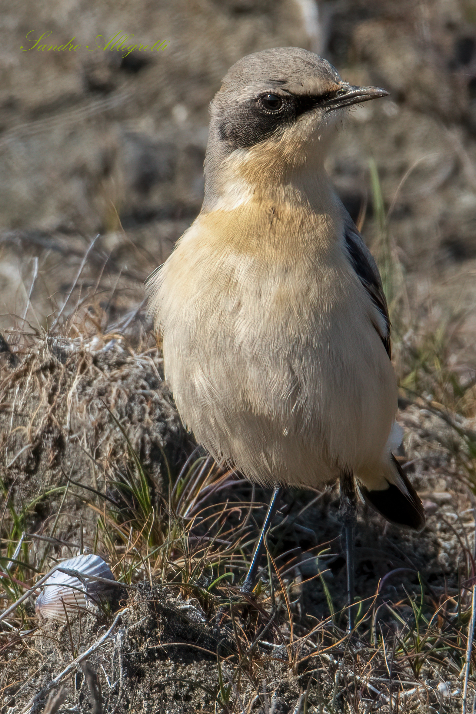 Il culbianco (Oenanthe oenanthe)