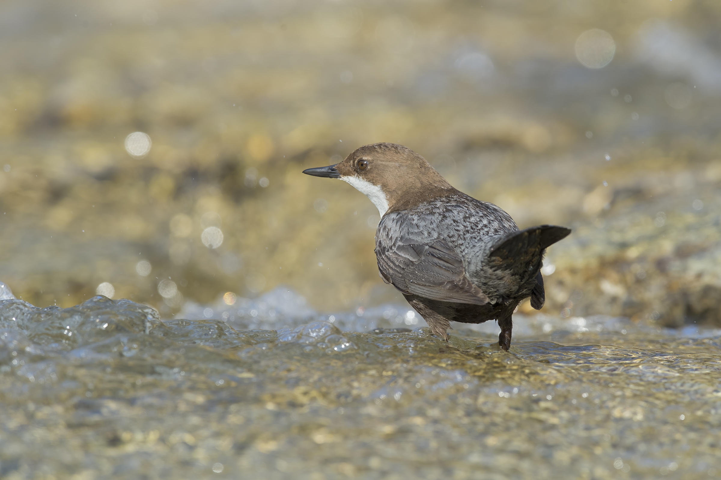 Merlo acquaiolo (Cinclus cinclus)