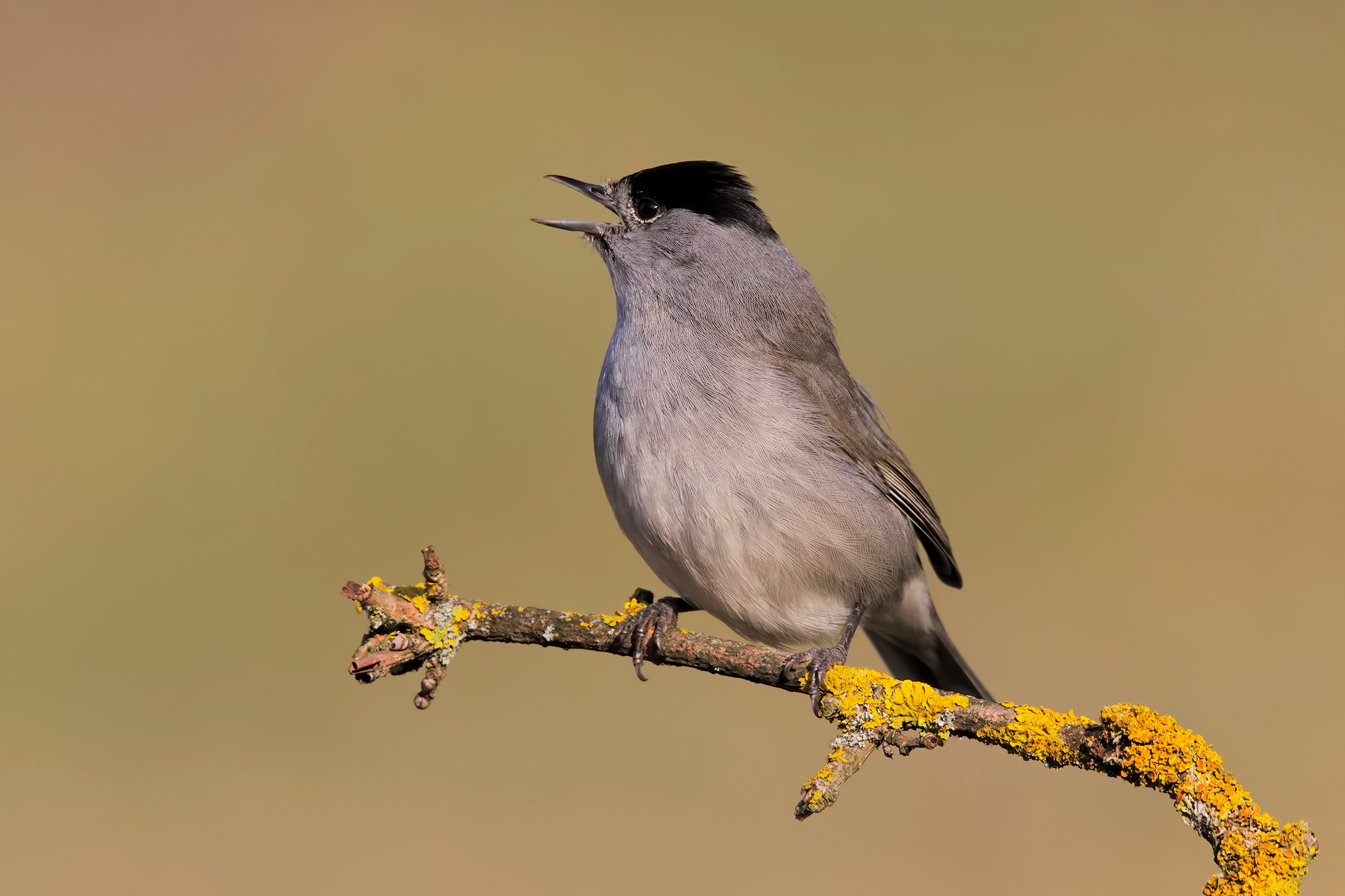 Blackcap (m)
