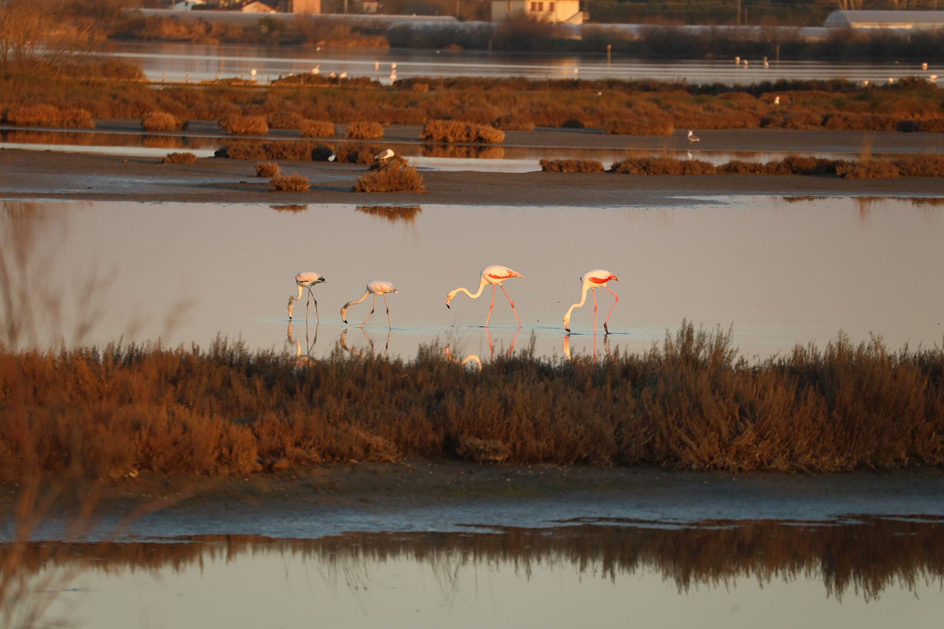 flamingos at dinner, north lagoon -flamingos at dinner