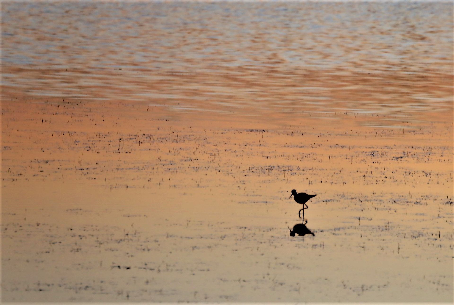 rider at sunset -lio piccolo (hymantopus), sunset