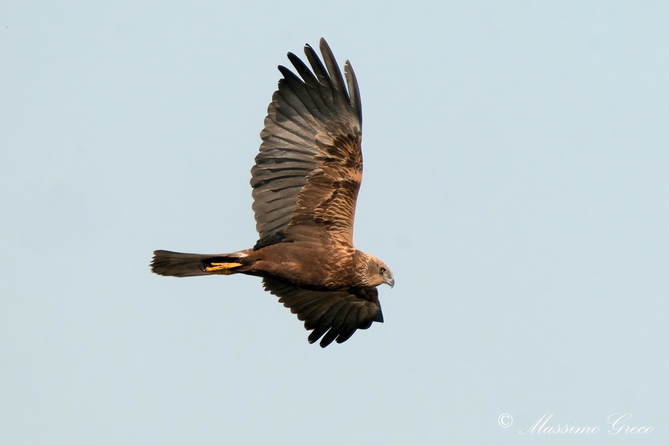 Marsh falcon (Circus aeruginosus)