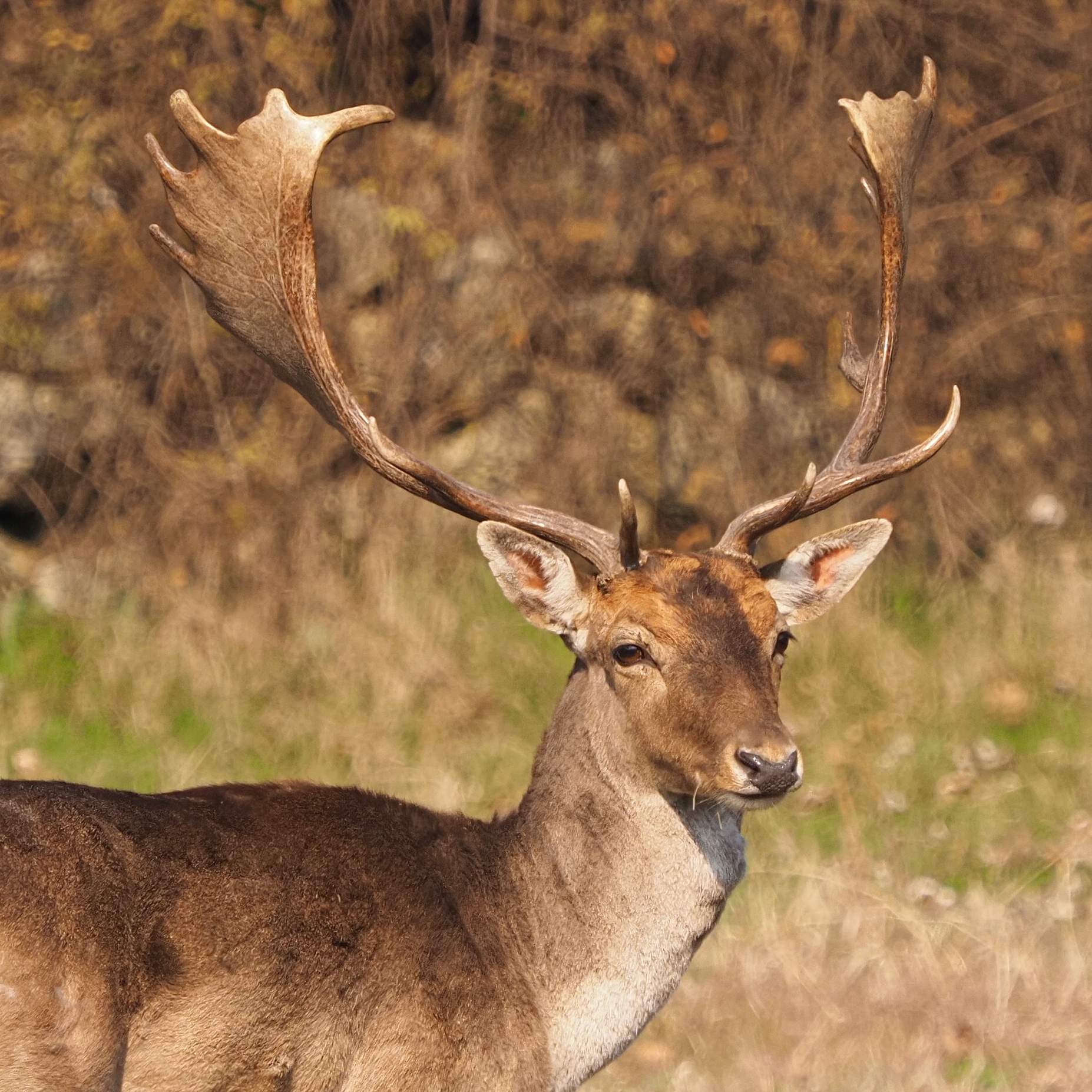 Fallow Deer