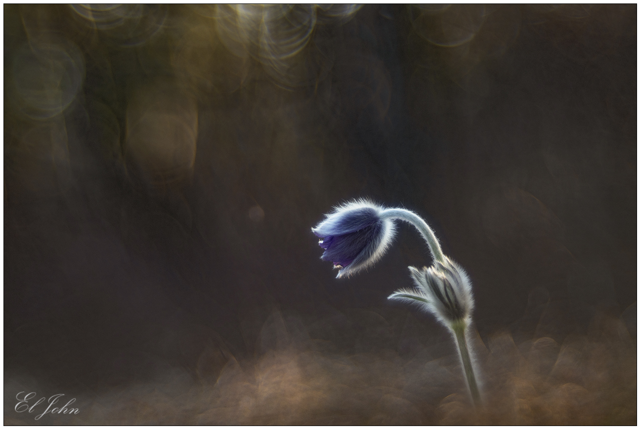 Pulsatilla montana