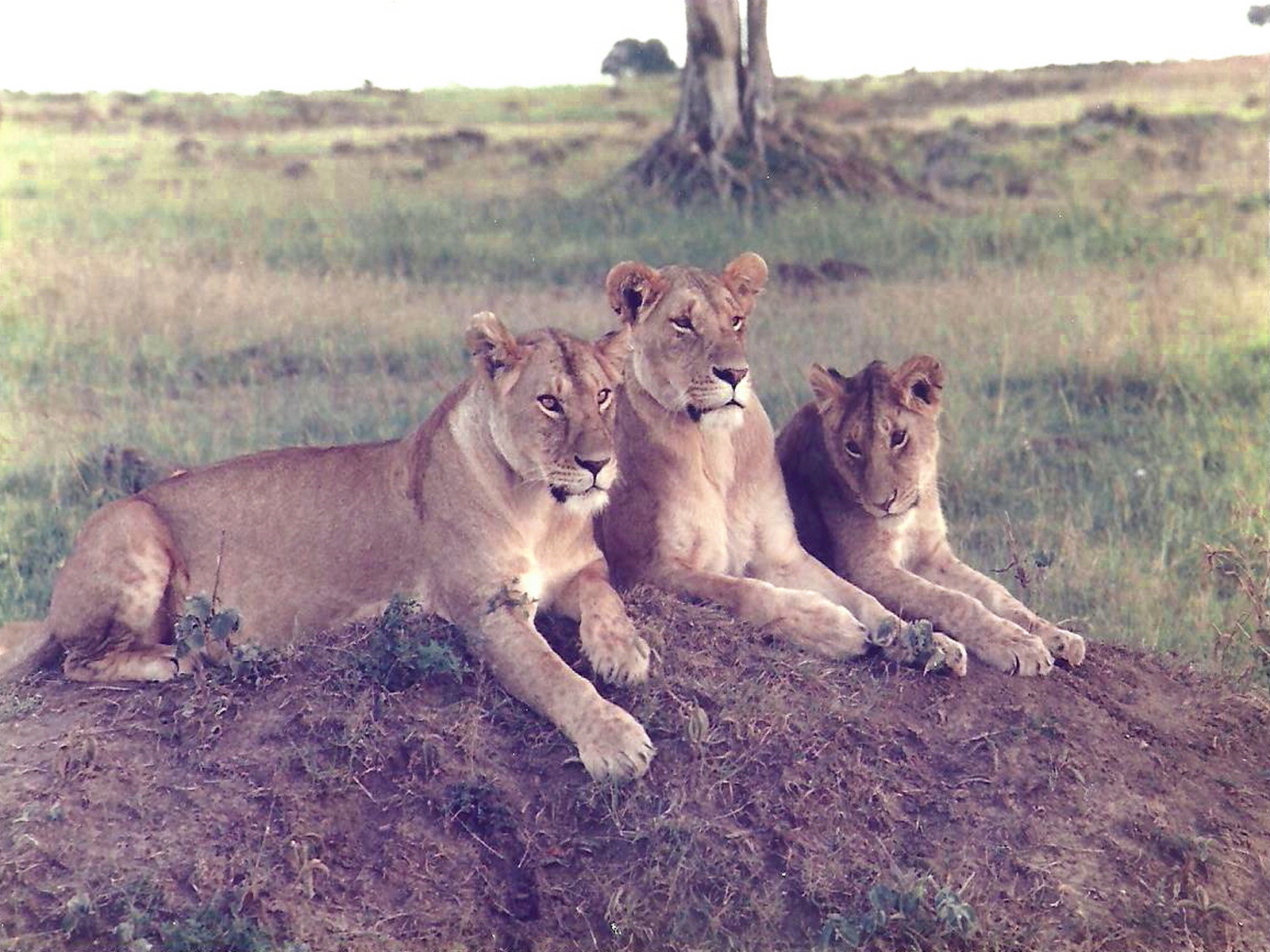 Young lionesses posing