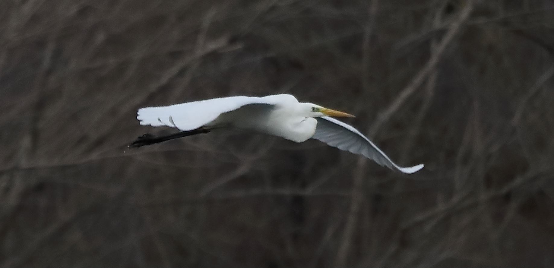 white major 16-03-2022