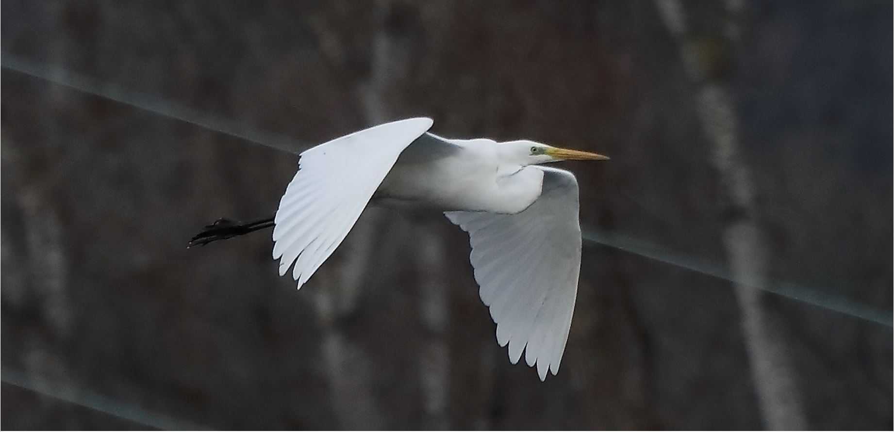 white major 16-03-2022