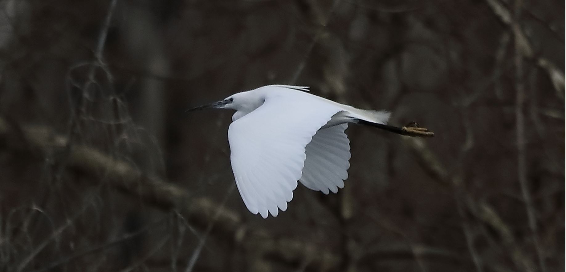 egret 16-03-2022