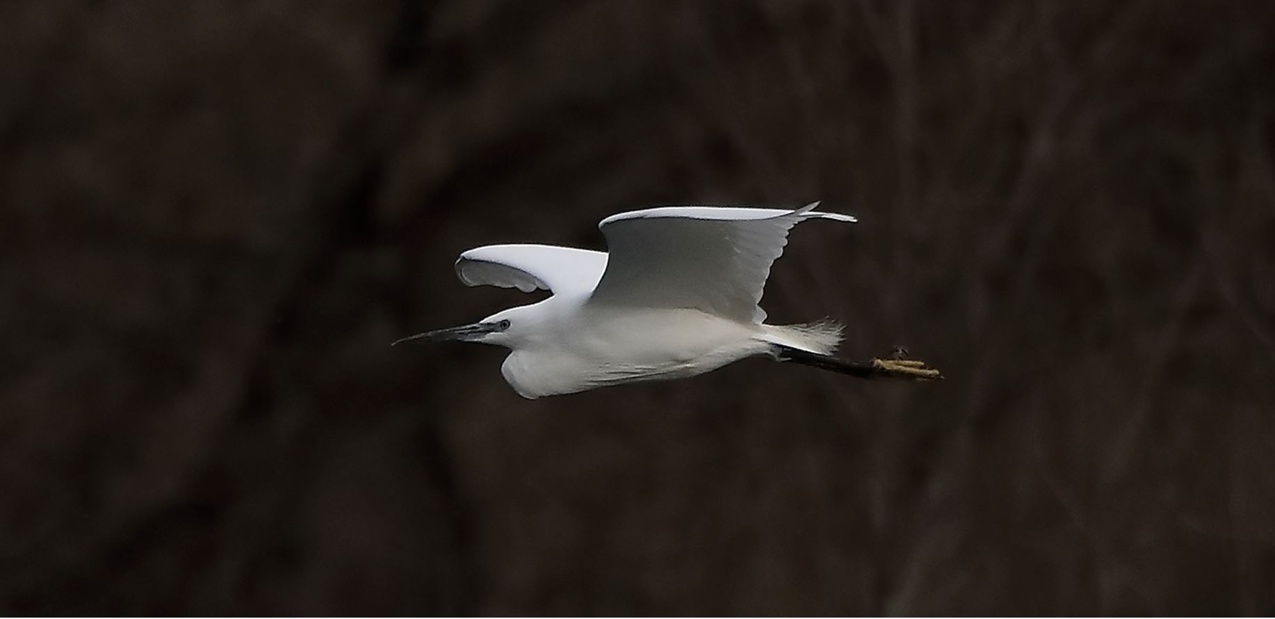 egret 16-03-2022